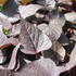 Ipomoea batatas 'Sidekick Heart Black'.JPG