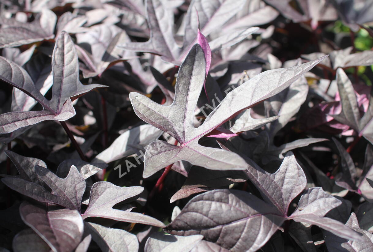 Povíjnice batátová 'Sidekick Black' - Ipomoea batatas 'Sidekick Black'