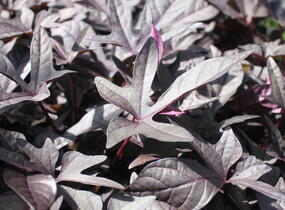 Povíjnice batátová 'Sidekick Black' - Ipomoea batatas 'Sidekick Black'