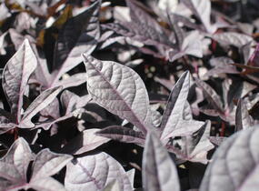 Povíjnice batátová 'Sidekick Black' - Ipomoea batatas 'Sidekick Black'