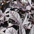 Ipomoea batatas 'Sidekick Black'_2.JPG