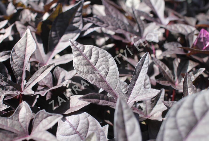 Povíjnice batátová 'Sidekick Black' - Ipomoea batatas 'Sidekick Black'