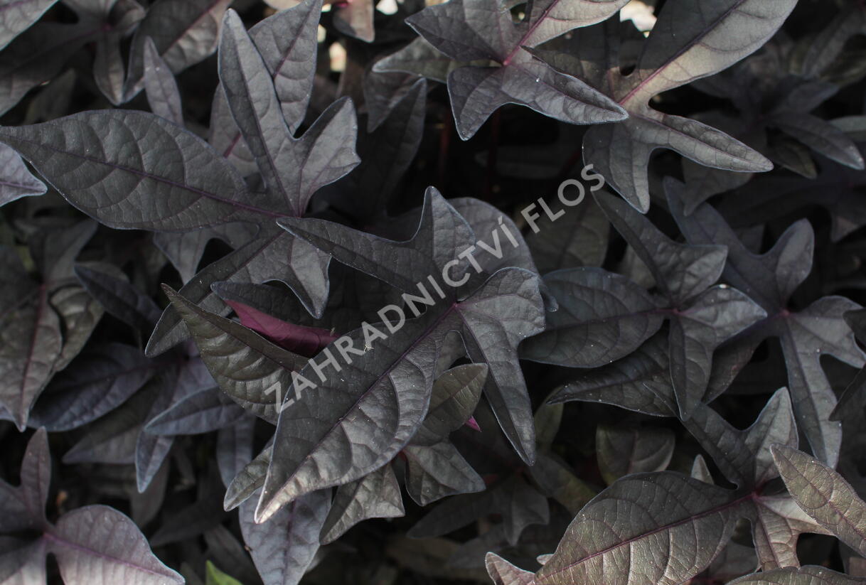 Povíjnice batátová 'Sidekick Black' - Ipomoea batatas 'Sidekick Black'