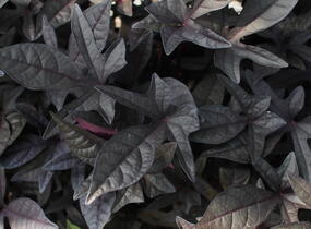 Povíjnice batátová 'Sidekick Black' - Ipomoea batatas 'Sidekick Black'
