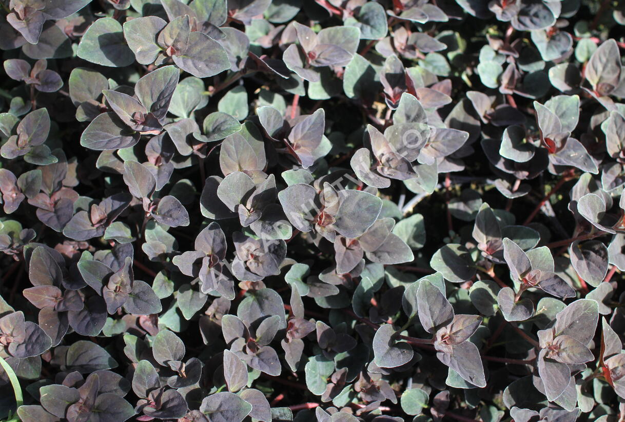 Vrbina hustokvětá 'Persian Chocolate' - Lysimachia congestiflora 'Persian Chocolate'