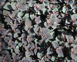 Vrbina hustokvětá 'Persian Chocolate'