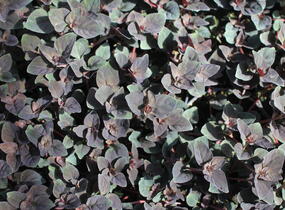 Vrbina hustokvětá 'Persian Chocolate' - Lysimachia congestiflora 'Persian Chocolate'
