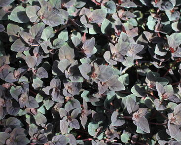 Vrbina hustokvětá 'Persian Chocolate'