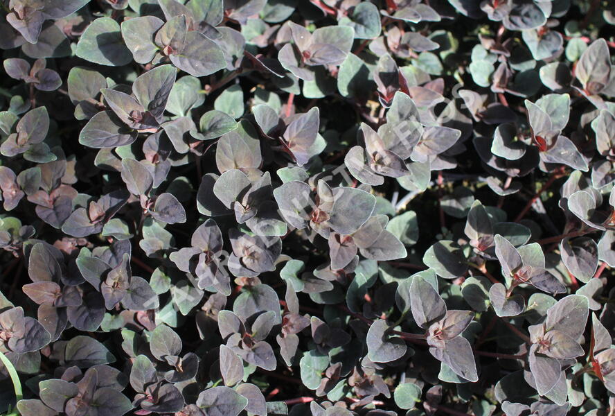 Vrbina hustokvětá 'Persian Chocolate' - Lysimachia congestiflora 'Persian Chocolate'