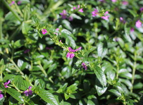 Hlazenec ohnivý 'Lila' - Cuphea hyssopifolia 'Lila'
