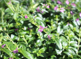 Hlazenec ohnivý 'Lila' - Cuphea hyssopifolia 'Lila'
