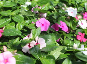 Barvínkovec růžový 'Cora Cascade XDR Mix' - Catharanthus roseus 'Cora Cascade XDR Mix'