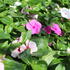 Catharanthus roseus 'Cora Cascade XDR Mix'.JPG