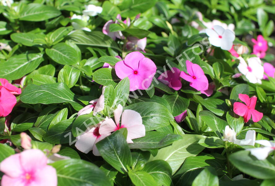 Barvínkovec růžový 'Cora Cascade XDR Mix' - Catharanthus roseus 'Cora Cascade XDR Mix'
