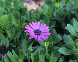 Dvoutvárka 'Sirocco Lavender'