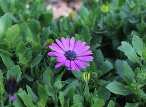 Dvoutvárka 'Sirocco Lavender' - Osteospermum ecklonis 'Sirocco Lavender'