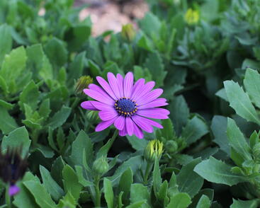 Dvoutvárka 'Sirocco Lavender'