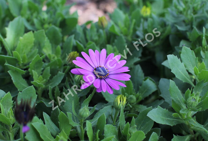 Dvoutvárka 'Sirocco Lavender' - Osteospermum ecklonis 'Sirocco Lavender'