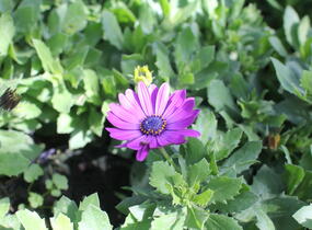 Dvoutvárka 'Sirocco Lavender' - Osteospermum ecklonis 'Sirocco Lavender'