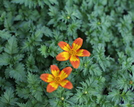 Dvouzubec prutolistý 'Blazing Flames'