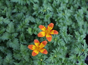 Dvouzubec prutolistý 'Blazing Flames' - Bidens ferulifolia 'Blazing Flames'