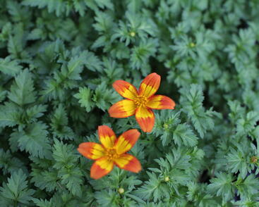 Dvouzubec prutolistý 'Blazing Flames'