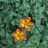 Bidens ferulifolia 'Blazing Flames'_1.JPG