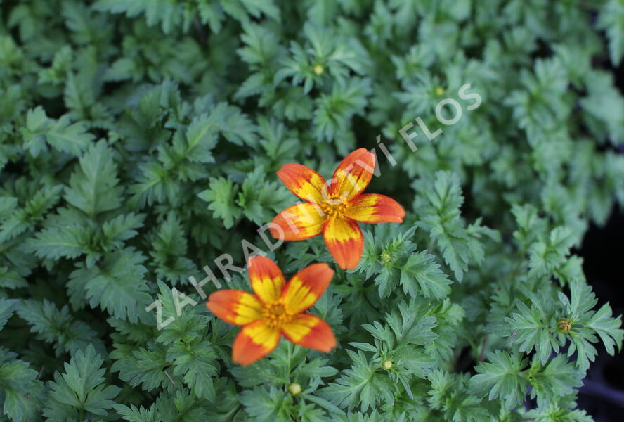 Dvouzubec prutolistý 'Blazing Flames' - Bidens ferulifolia 'Blazing Flames'