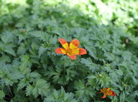 Dvouzubec prutolistý 'Blazing Flames' - Bidens ferulifolia 'Blazing Flames'
