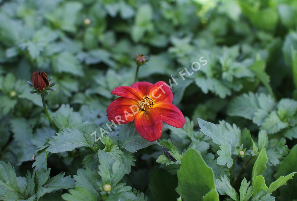 Dvouzubec prutolistý 'Blazing Ring of Fire' - Bidens ferulifolia 'Blazing Ring of Fire'