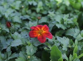 Dvouzubec prutolistý 'Blazing Ring of Fire' - Bidens ferulifolia 'Blazing Ring of Fire'