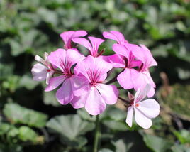 Muškát, pelargonie velkokvětá 'Calliope Landscape Rock'n Rose'