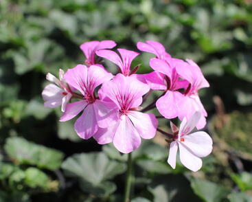 Muškát, pelargonie velkokvětá 'Calliope Landscape Rock'n Rose'