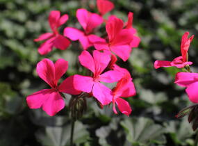 Muškát, pelargonie velkokvětá 'Calliope Landscape Rose' - Pelargonium hybridum 'Calliope Landscape Rose'