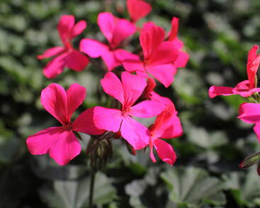 Muškát, pelargonie velkokvětá 'Calliope Landscape Rose'