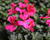 Muškát, pelargonie velkokvětá 'Calliope Landscape Rose'