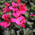 Pelargonium hybridum 'Calliope Landscape Rose'_1.JPG