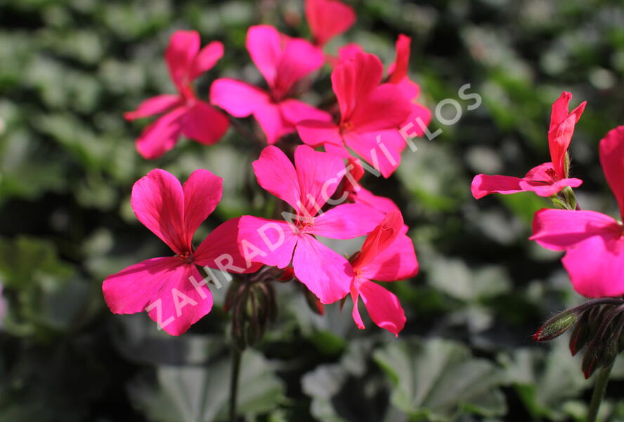 Muškát, pelargonie velkokvětá 'Calliope Landscape Rose' - Pelargonium hybridum 'Calliope Landscape Rose'