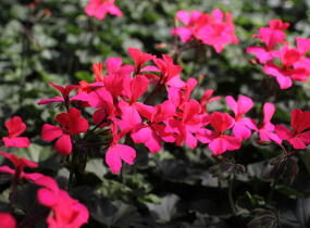 Muškát, pelargonie velkokvětá 'Calliope Landscape Rose' - Pelargonium hybridum 'Calliope Landscape Rose'