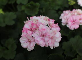 Muškát, pelargonie páskatá 'Survivor Idols Paperbloom' - Pelargonium zonale 'Survivor Idols Paperbloom'