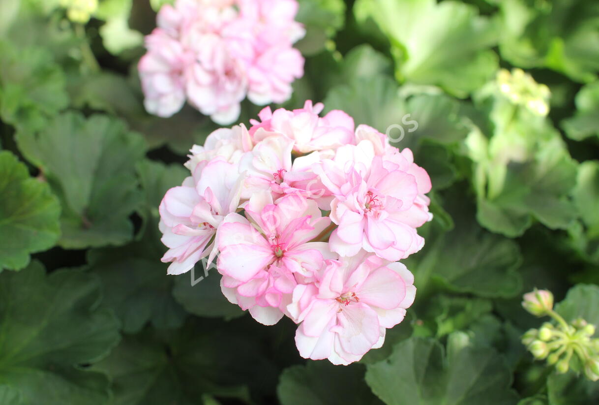 Muškát, pelargonie páskatá 'Survivor Idols Paperbloom' - Pelargonium zonale 'Survivor Idols Paperbloom'