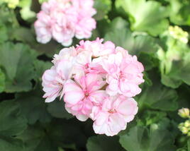 Muškát, pelargonie páskatá 'Survivor Idols Paperbloom'