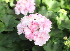 Muškát, pelargonie páskatá 'Survivor Idols Paperbloom' - Pelargonium zonale 'Survivor Idols Paperbloom'