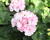 Muškát, pelargonie páskatá 'Survivor Idols Paperbloom'