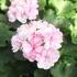 Pelargonium zonale 'Survivor Idols Paperbloom'.JPG