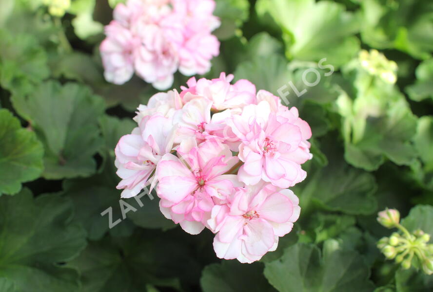 Muškát, pelargonie páskatá 'Survivor Idols Paperbloom' - Pelargonium zonale 'Survivor Idols Paperbloom'