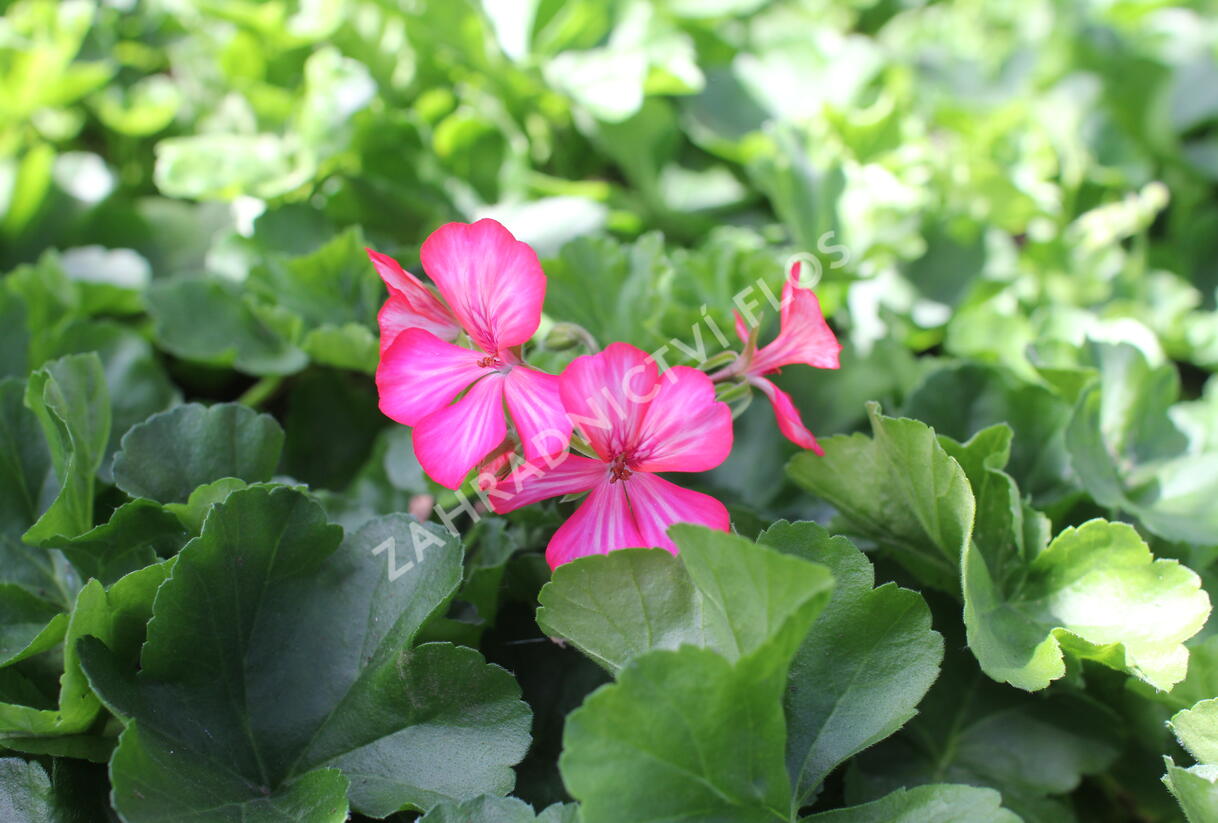 Muškát, pelargonie převislá jednoduchá 'Grand Idols Glory Days Pink Bicolor' - Pelargonium peltatum 'Grand Idols Glory Days Pink Bicolor'