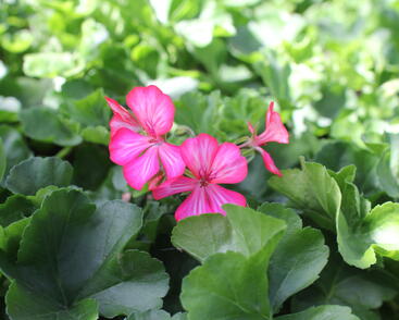 Muškát, pelargonie převislá jednoduchá 'Grand Idols Glory Days Pink Bicolor'