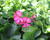 Muškát, pelargonie převislá jednoduchá 'Grand Idols Glory Days Pink Bicolor'