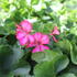 Pelargonium peltatum 'Grand Idols Glory Days Pink Bicolor'.JPG